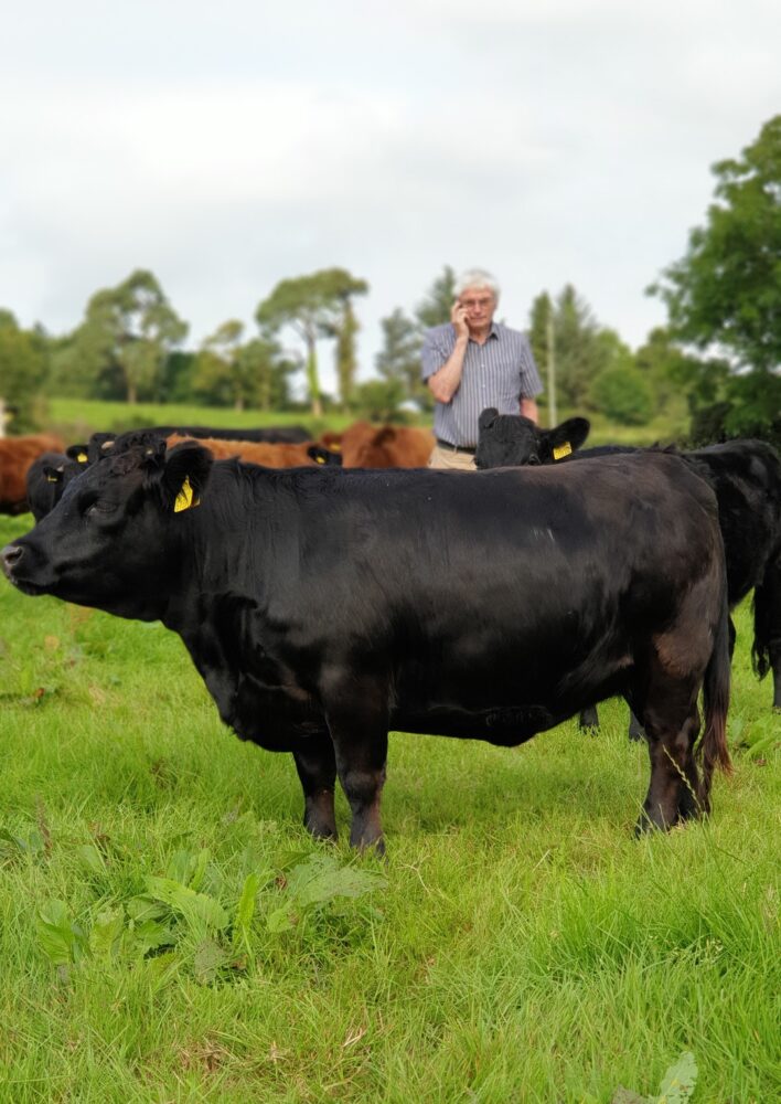 Dexter Cattle